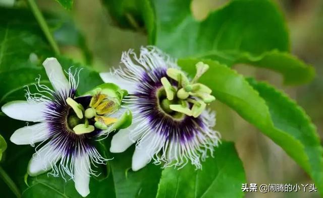 百香果花奇特形，时钟花里憧憬语