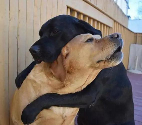 公狗交配后母狗会攻击公狗,是它做错了?母狗想揍它