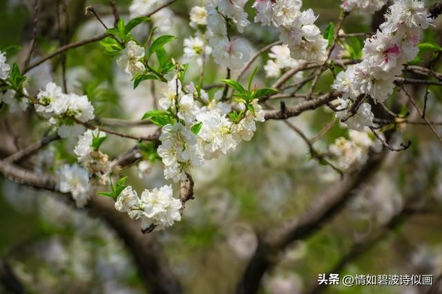 长篇小说:走出桃花村的女人之五十七:更上一层楼