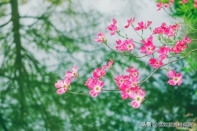 长篇小说:走出桃花村的女人之五十七:更上一层楼