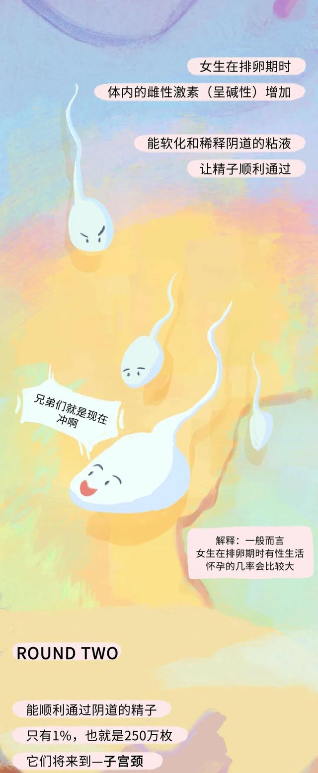 女人是如何怀孕的？全过程图曝光！