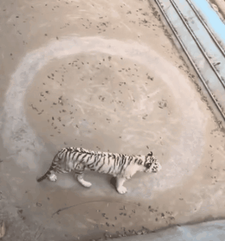 一位47岁美女的受虐实录