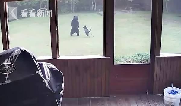 自己的狗在院子和熊玩 美国女子听邻居说才知道