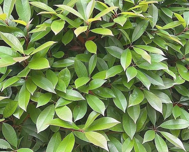 还真别不信，撒娇的女人最好命！别把自己活成斗鸡！要学上海女人