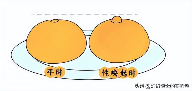 女生的胸，为什么忽软忽硬？（男生禁入）