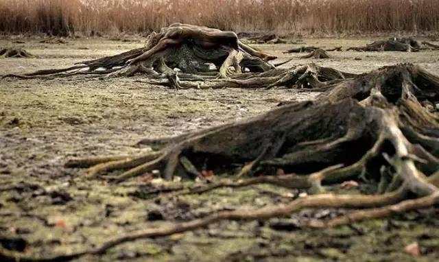 找出隐藏的少女,听说找到15个以上就是高智商!敢不敢试试?