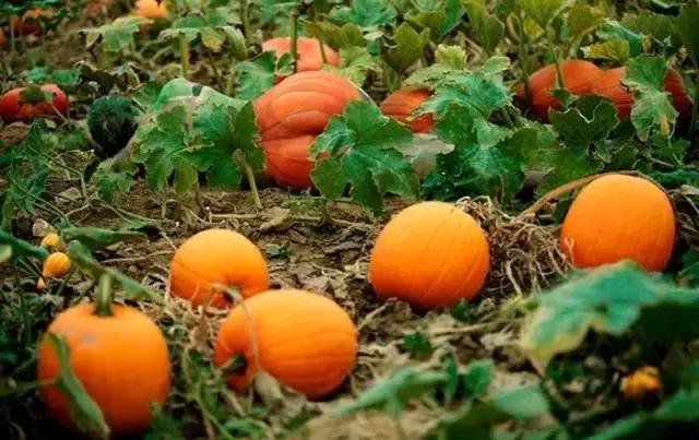 找出隐藏的少女,听说找到15个以上就是高智商!敢不敢试试?