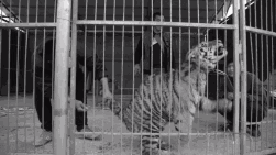 一位47岁美女的受虐实录