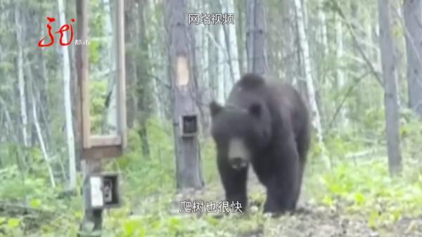 男子不幸与黑熊狭路相逢,血肉模糊!他倒地装死