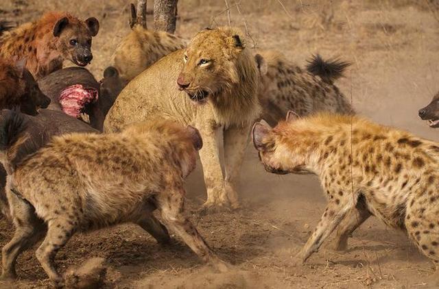 雌性斑鬣狗竟然长出“阴茎”，它们是如何完成交配并生育的？