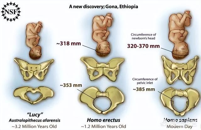 与动物相比，为什么人类女性生孩子如此困难？