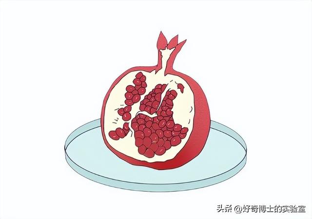 女生的胸，为什么忽软忽硬？（男生禁入）