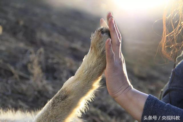 一位女画家的人狼情缘