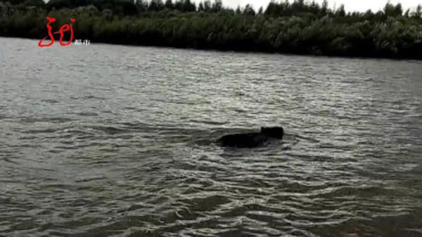 男子不幸与黑熊狭路相逢,血肉模糊!他倒地装死