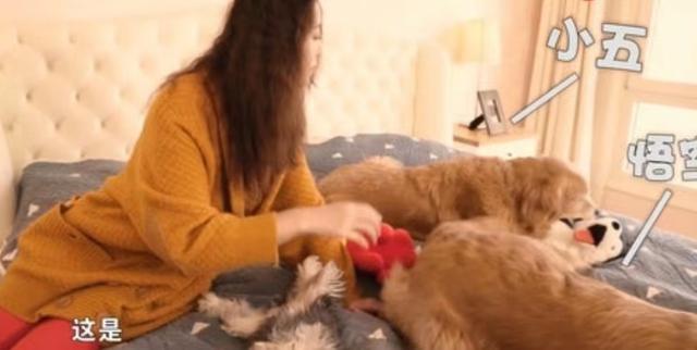 人美心善！港知名女星晒万尺豪宅再添新宠，独居北京不婚不生