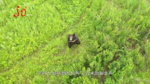 男子不幸与黑熊狭路相逢,血肉模糊!他倒地装死