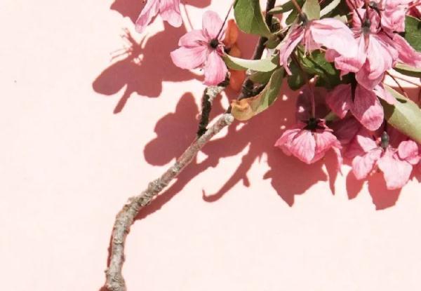 3道汤3道茶,气虚女孩喝这些养血!