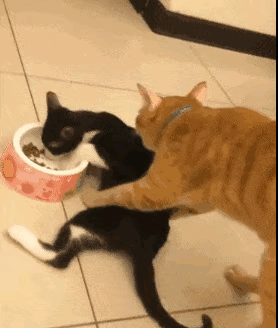 美女在泳池边跳舞，下一秒把我逗笑了，太搞笑了