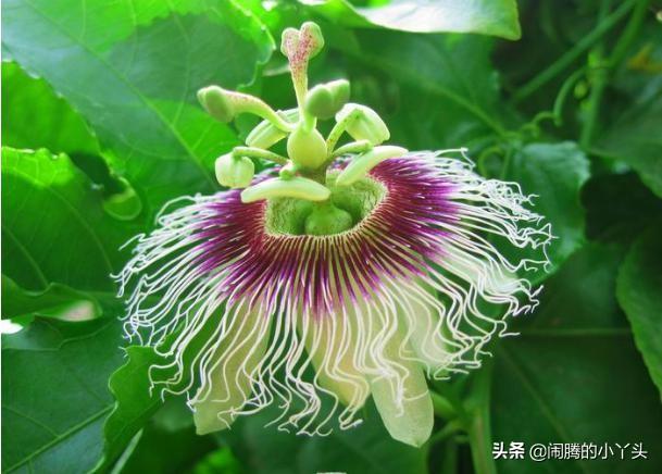 百香果花奇特形，时钟花里憧憬语