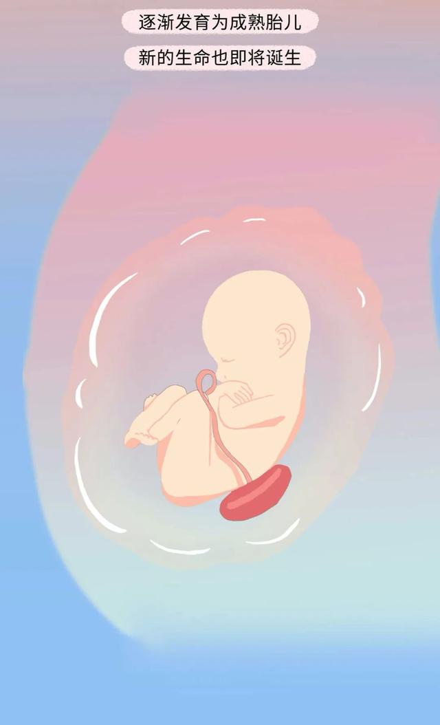 女人是如何怀孕的？全过程图曝光！