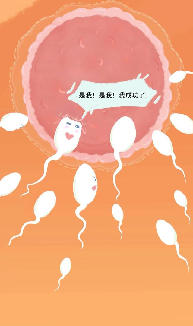 女人是如何怀孕的？全过程图曝光！