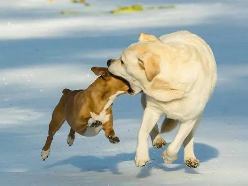 公狗交配后母狗会攻击公狗,是它做错了?母狗想揍它