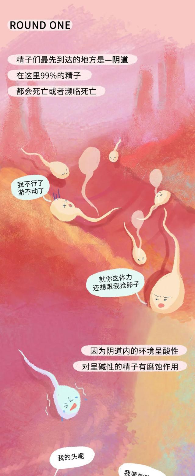 女人是如何怀孕的？全过程图曝光！