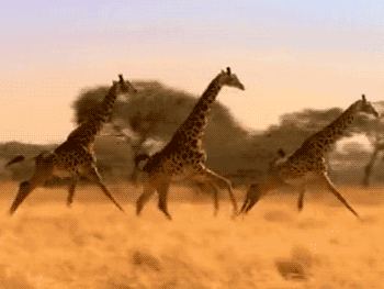 上大学后一直脱发，梦到上铺室友对我说：我不喜欢和头发少的人玩