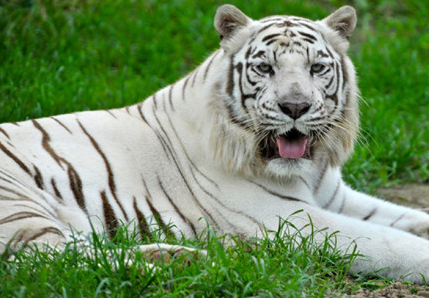 什么样的女人是白虎,什么样的男人是青龙,君知否?