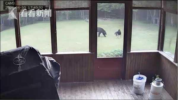 自己的狗在院子和熊玩 美国女子听邻居说才知道