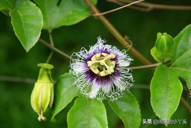百香果花奇特形，时钟花里憧憬语