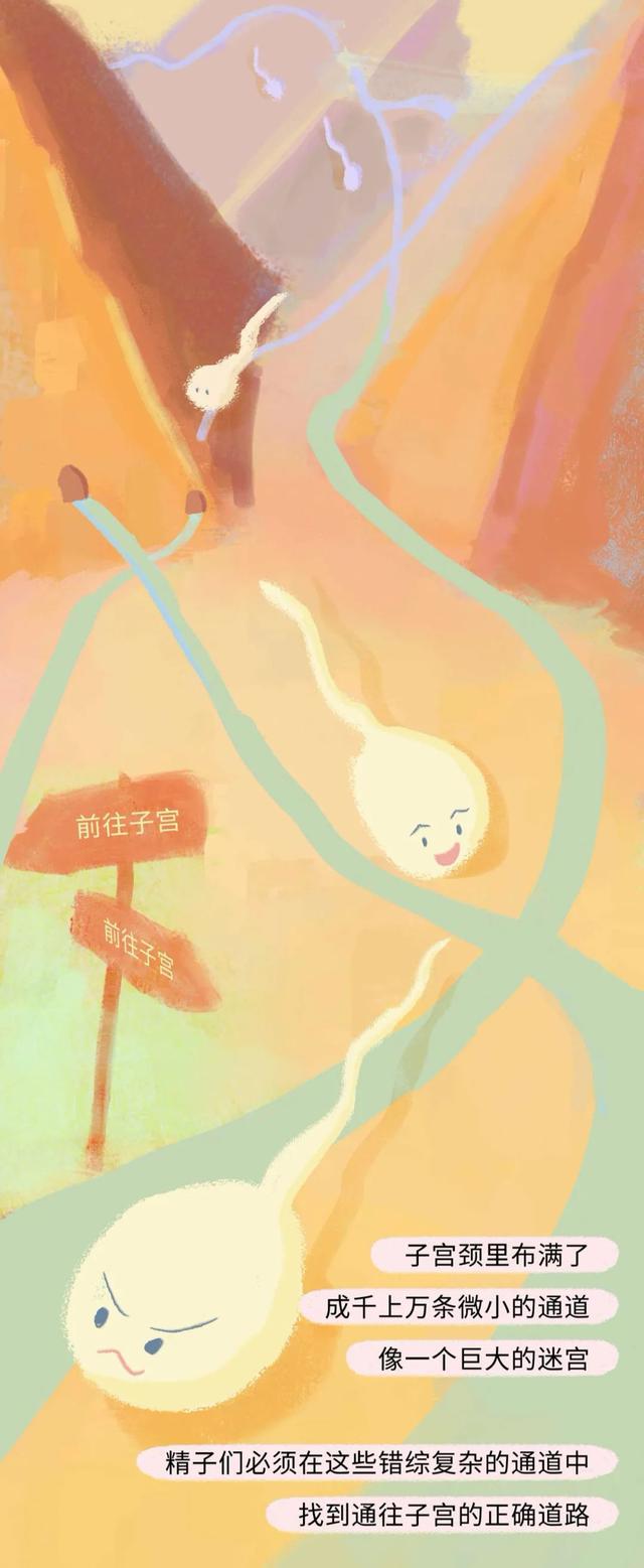 女人是如何怀孕的？全过程图曝光！