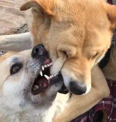 公狗交配后母狗会攻击公狗,是它做错了?母狗想揍它