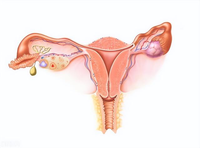 女性阴道有多长？形状有哪些？医生告诉你真相，涨知识了