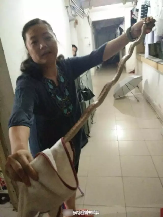 大蛇夜闯女生宿舍 女老师徒手擒蛇做成夜宵