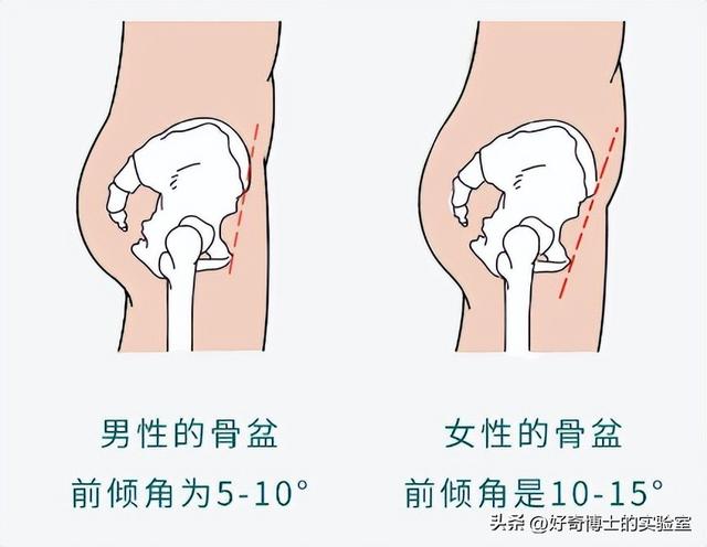 女性的身体，到底有多少不合理的地方？