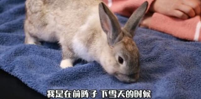 人美心善！港知名女星晒万尺豪宅再添新宠，独居北京不婚不生