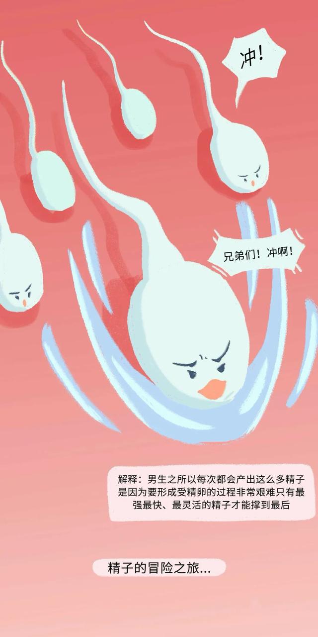 女人是如何怀孕的？全过程图曝光！