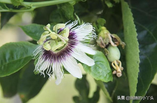 百香果花奇特形，时钟花里憧憬语