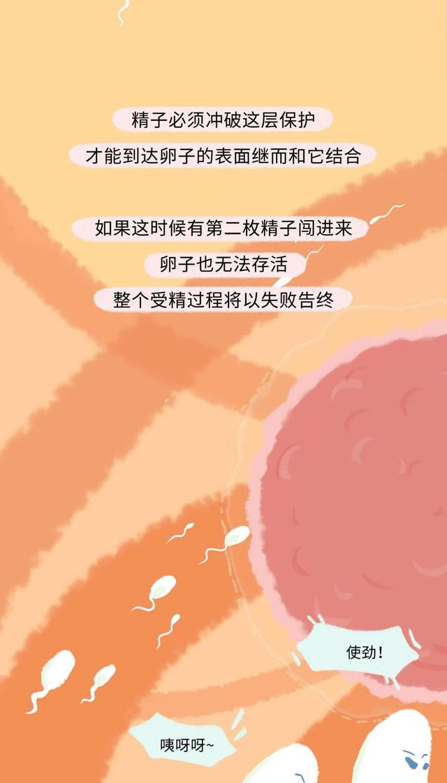 女人是如何怀孕的？全过程图曝光！