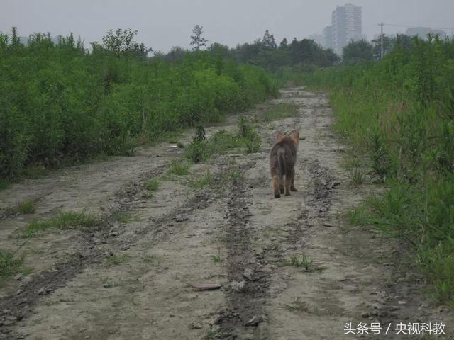 一位女画家的人狼情缘