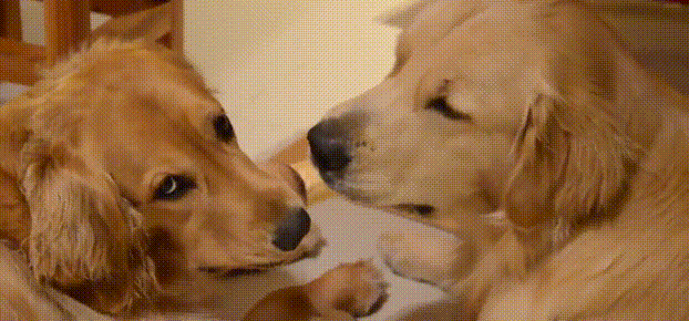 公狗交配后母狗会攻击公狗,是它做错了?母狗想揍它