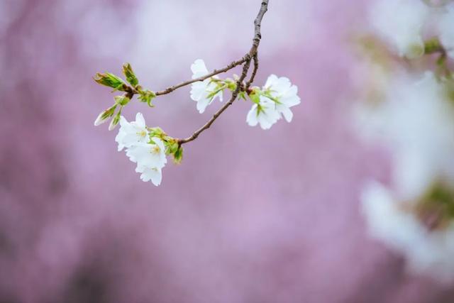 12句充满阳光的诗词,最适合心情不好时读一读!