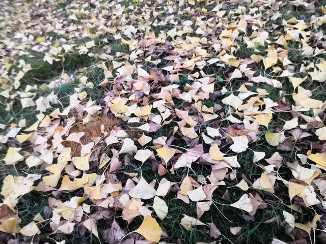 一个陌生女人的来信