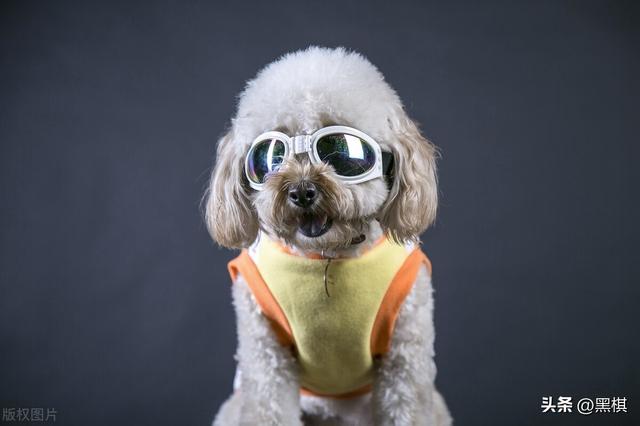 泰迪凭什么这么受女孩的喜爱？追女孩的男生必看