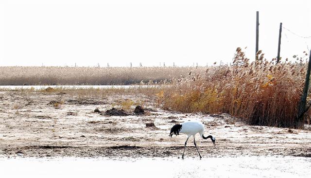 1986年,徐秀娟怀抱3颗丹顶鹤蛋南下,一年后救鹤牺牲,年仅23岁