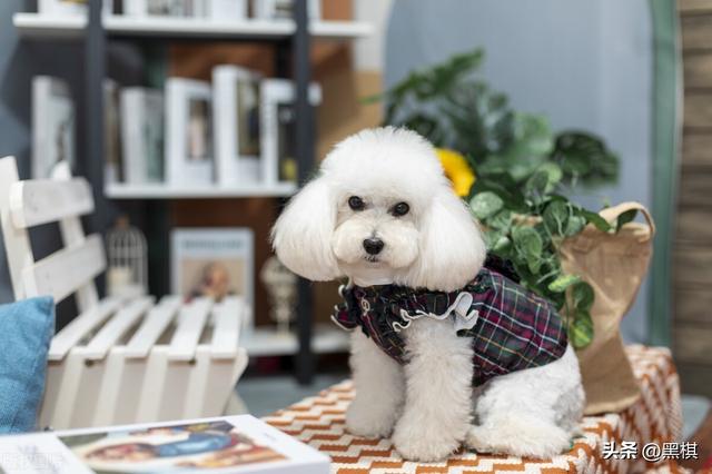 泰迪凭什么这么受女孩的喜爱？追女孩的男生必看