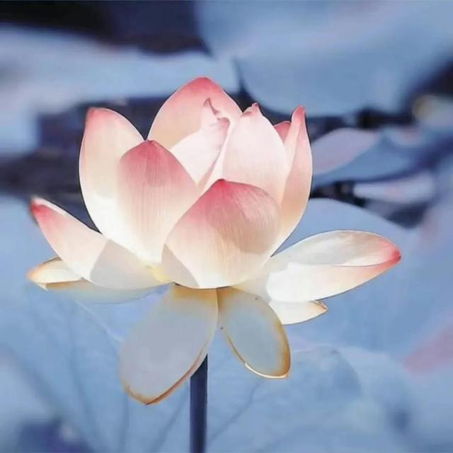 王姓的女孩起名,有没有人还不认识这两个字?