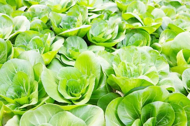 女人“私处”洗洗更健康？小心洗出“细菌大军”，这样护理才正确