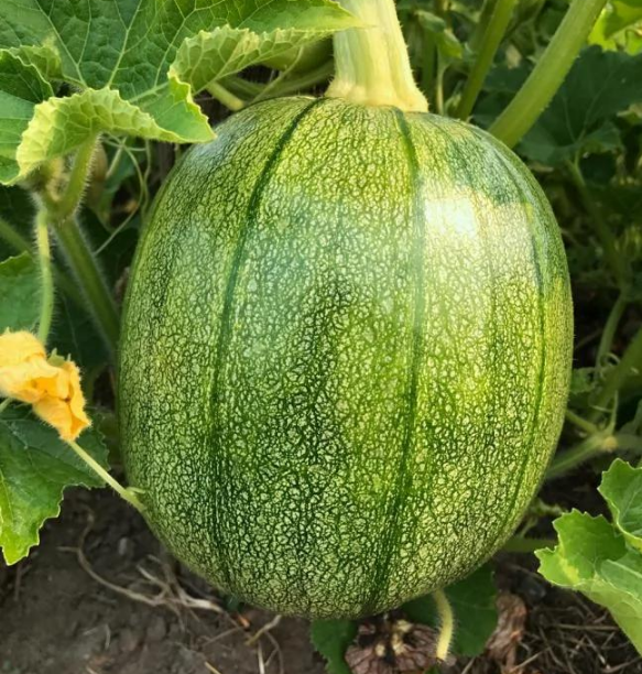 年轻的中国美女买下温哥华243亩的农场，从此过上了农场主的生活